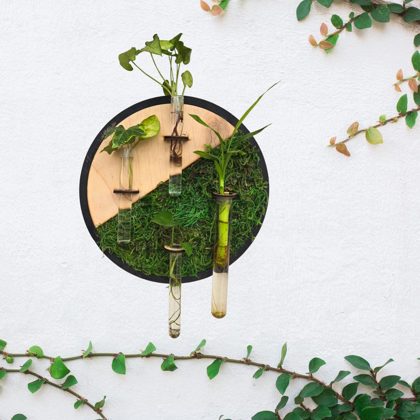 Round moss wall art living plant propagation water plants; mid century, boho, customized, personalized, propagation station, wall vase