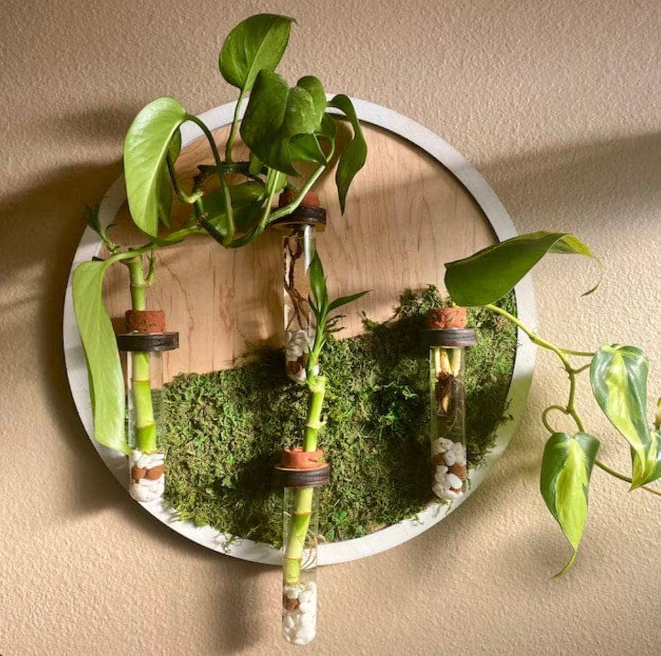 Maple wood moss wall art, plant propagation station, boho decor