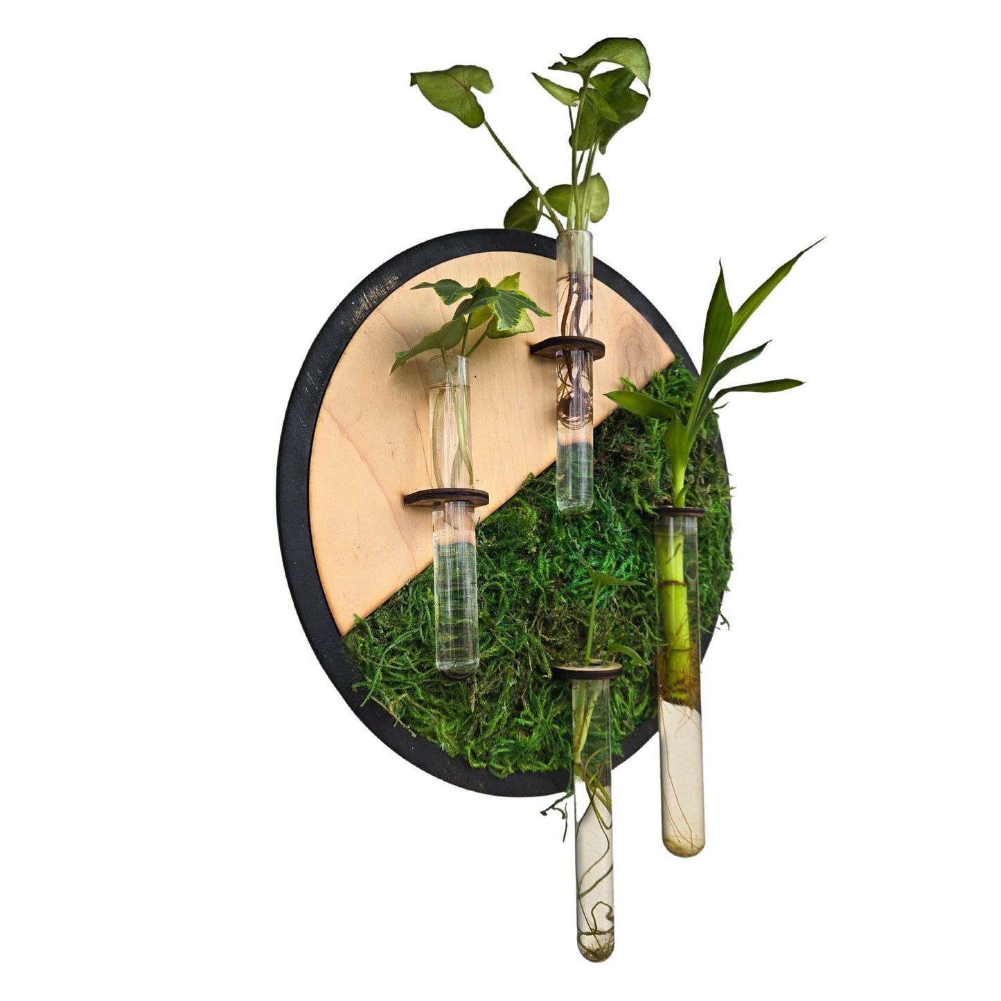 Maple wood moss wall art, plant propagation station, boho decor