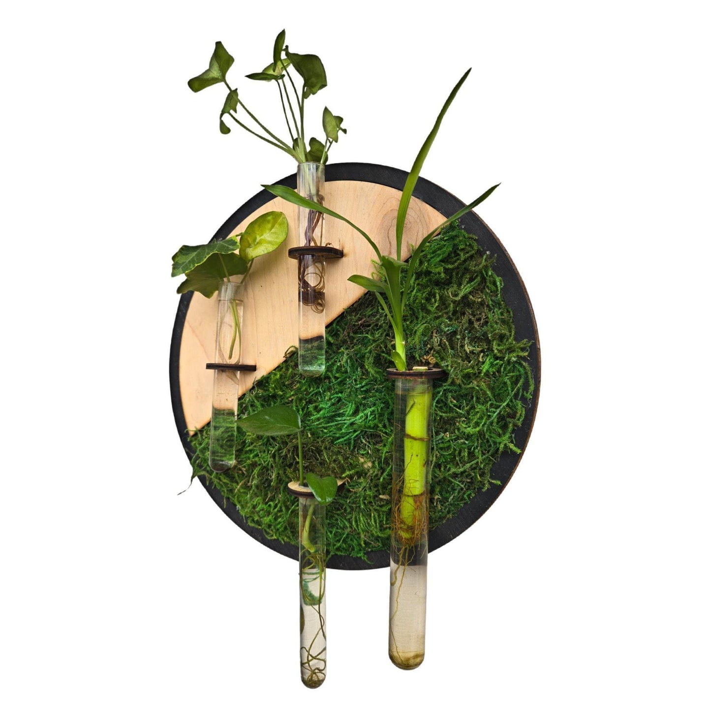 Maple wood moss wall art, plant propagation station, boho decor