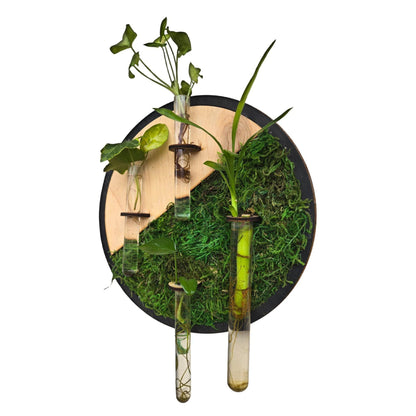 Maple wood moss wall art, plant propagation station, boho decor