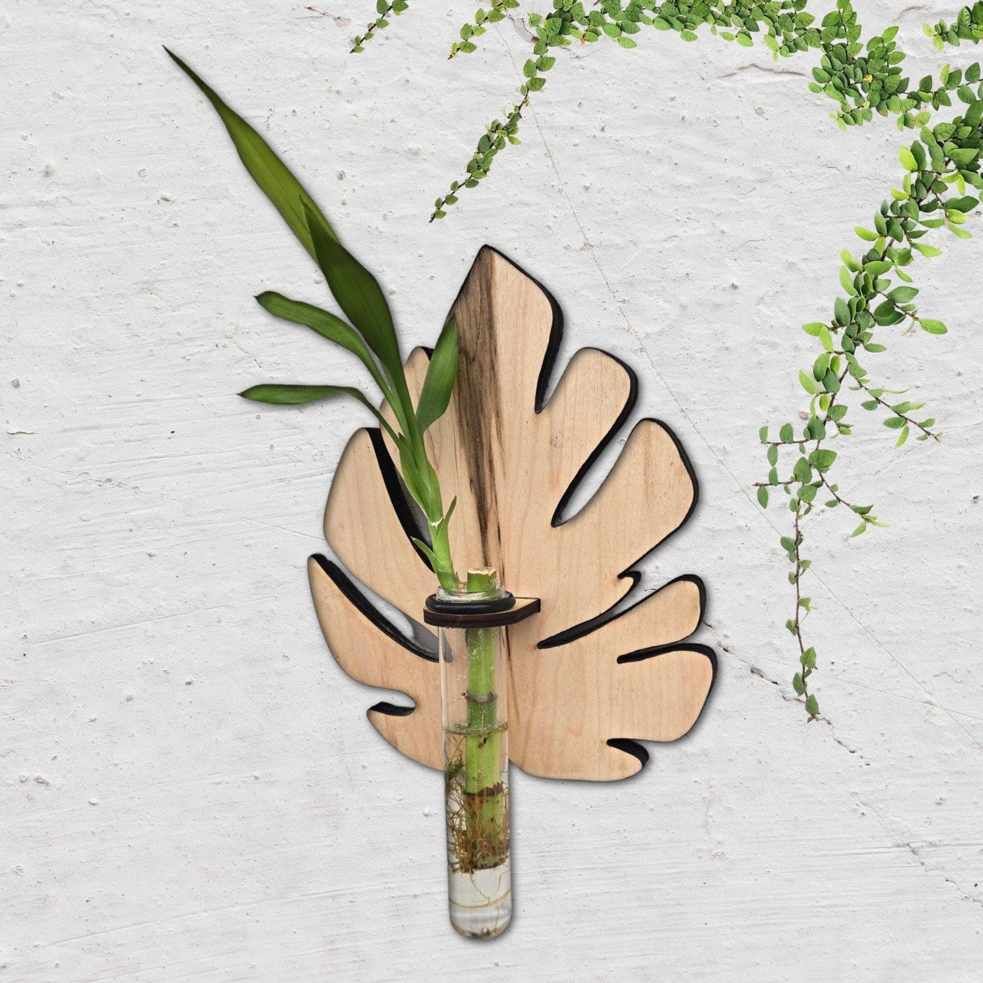 Monstera Plant Swirl Wood Wall Art Living Plant Propagation Water Plants; Mid Century, Boho, Customized, Propagation Station, Wall Vase