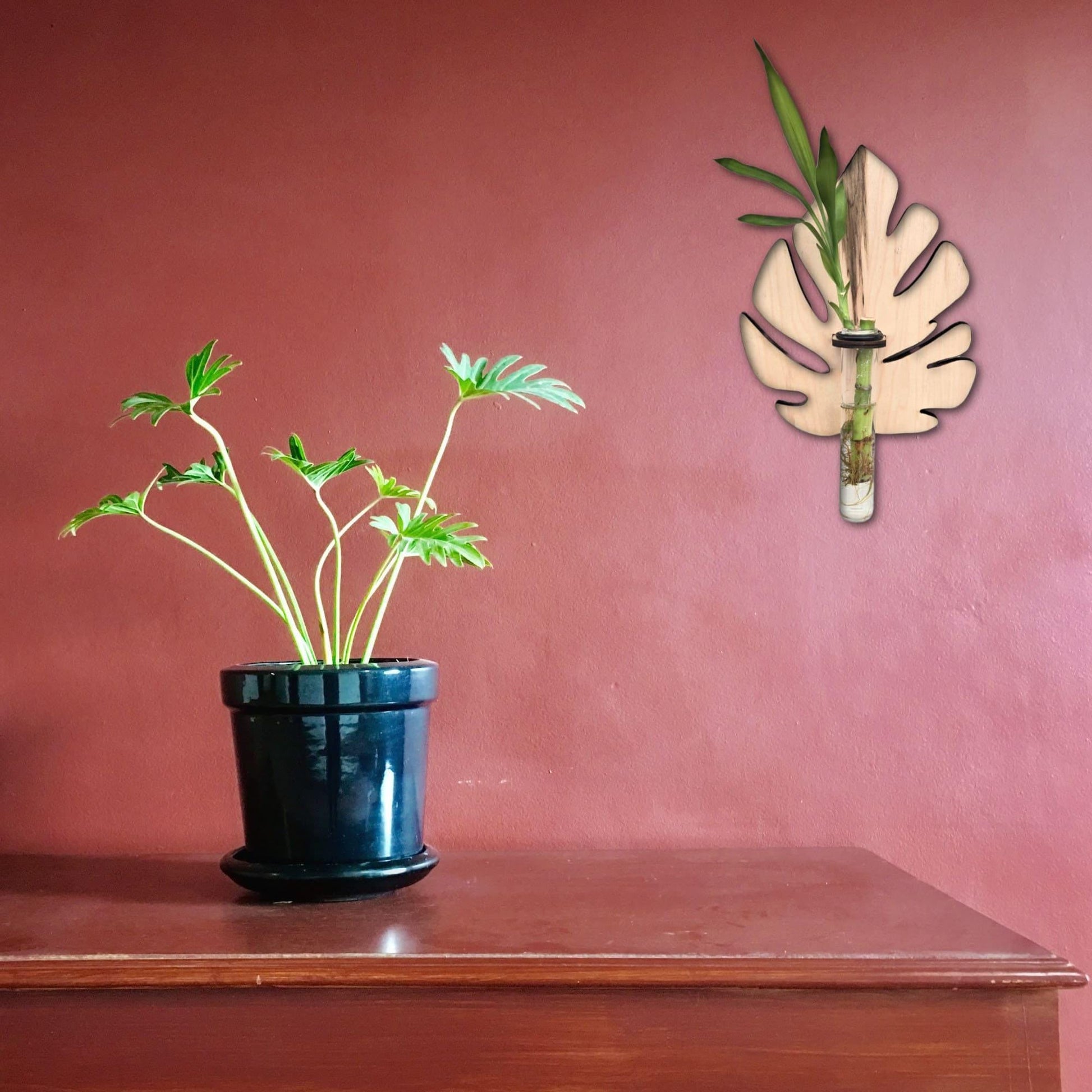 Monstera Plant Swirl Wood Wall Art Living Plant Propagation Water Plants; Mid Century, Boho, Customized, Propagation Station, Wall Vase