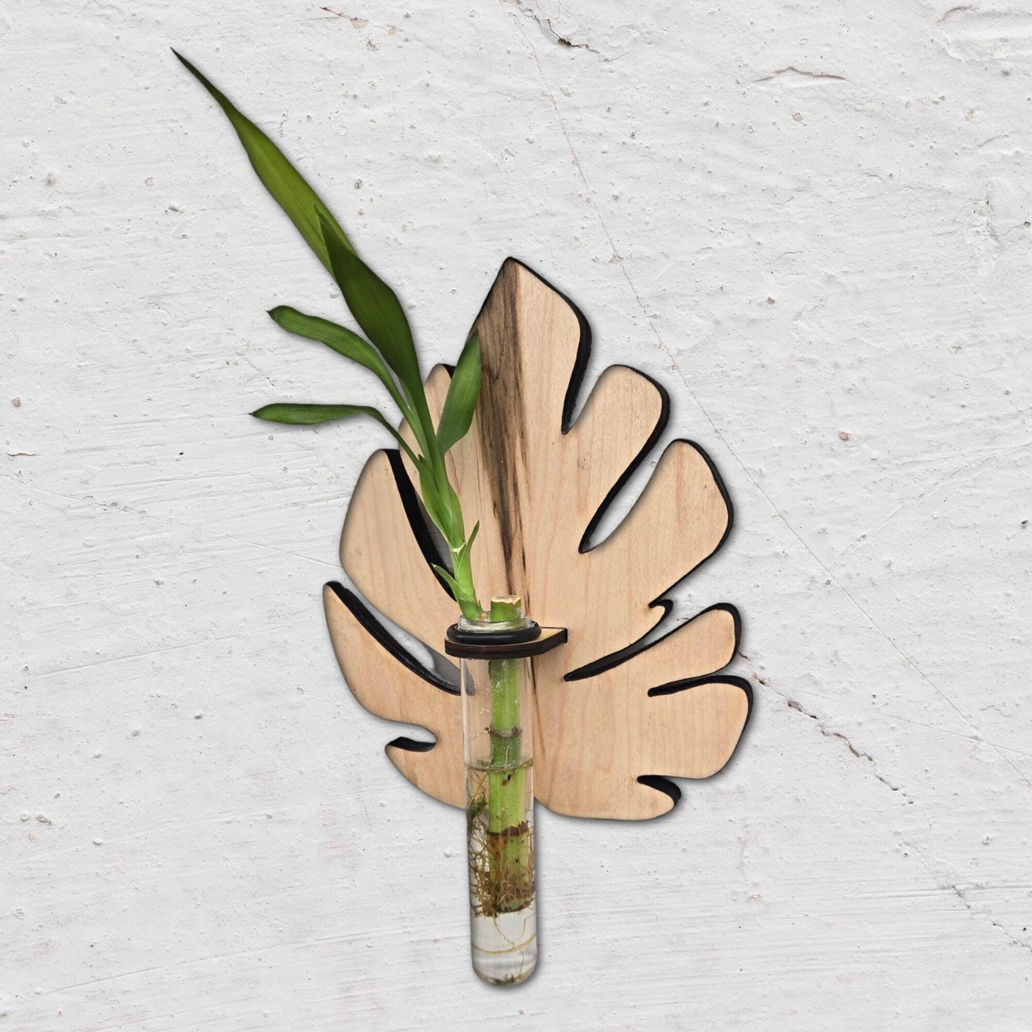 Monstera Plant Swirl Wood Wall Art Living Plant Propagation Water Plants; Mid Century, Boho, Customized, Propagation Station, Wall Vase