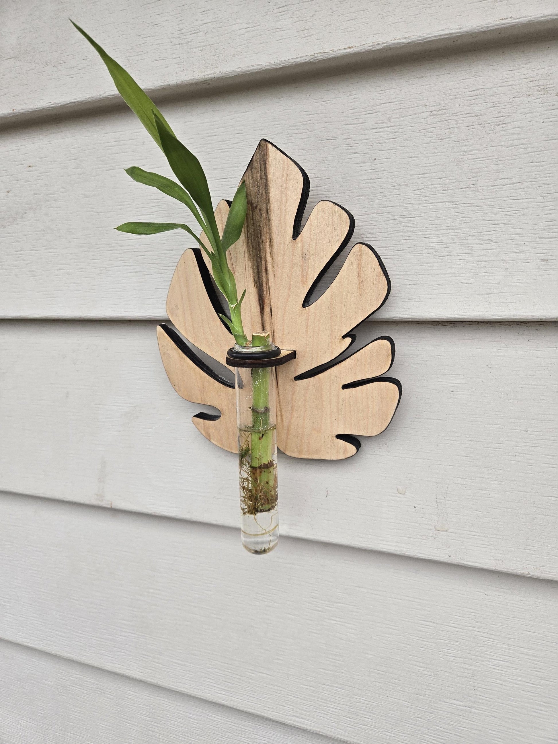 Monstera Plant Swirl Wood Wall Art Living Plant Propagation Water Plants; Mid Century, Boho, Customized, Propagation Station, Wall Vase