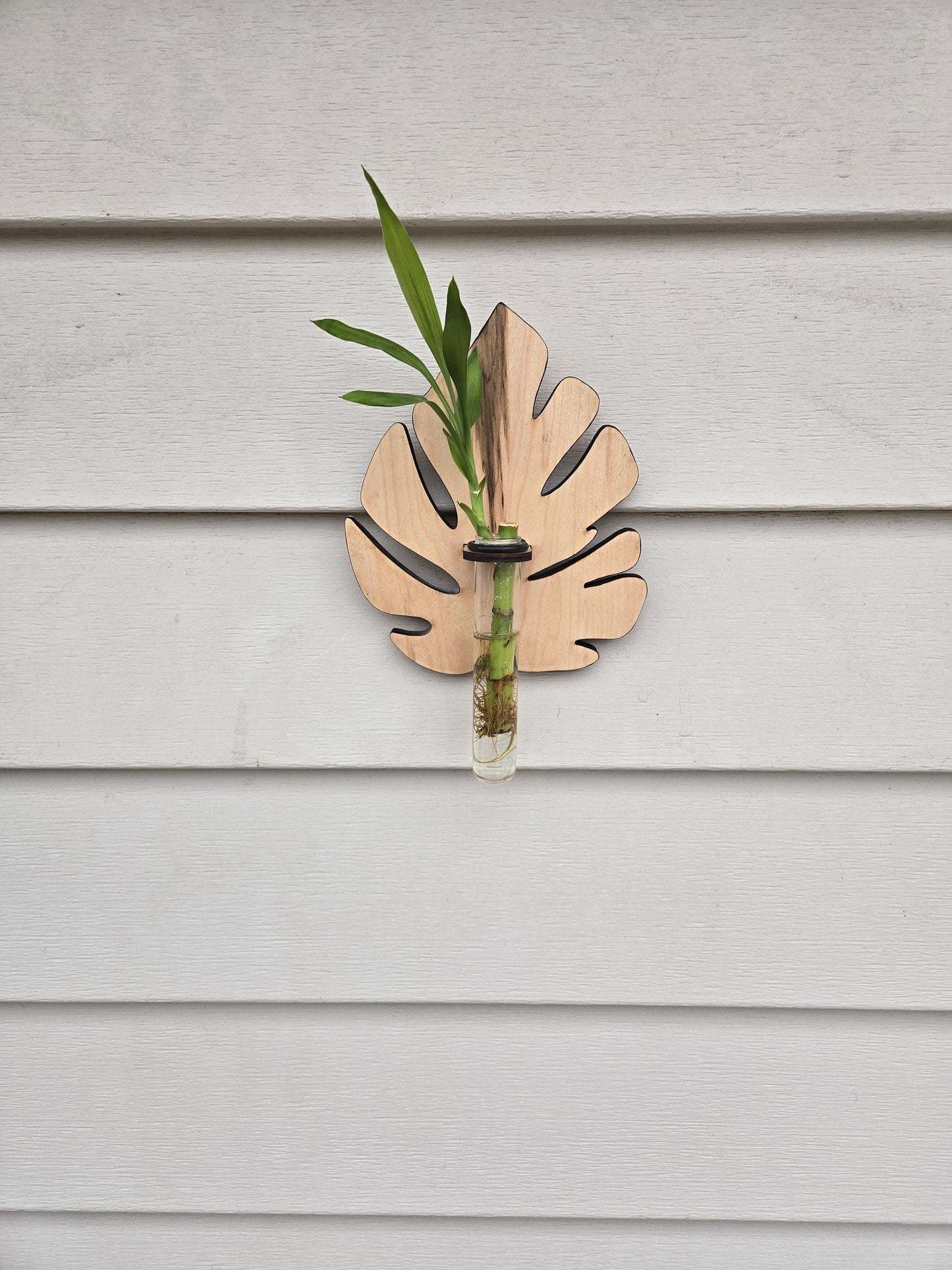 Monstera Plant Swirl Wood Wall Art Living Plant Propagation Water Plants; Mid Century, Boho, Customized, Propagation Station, Wall Vase